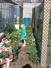 growing plants2.JPG
